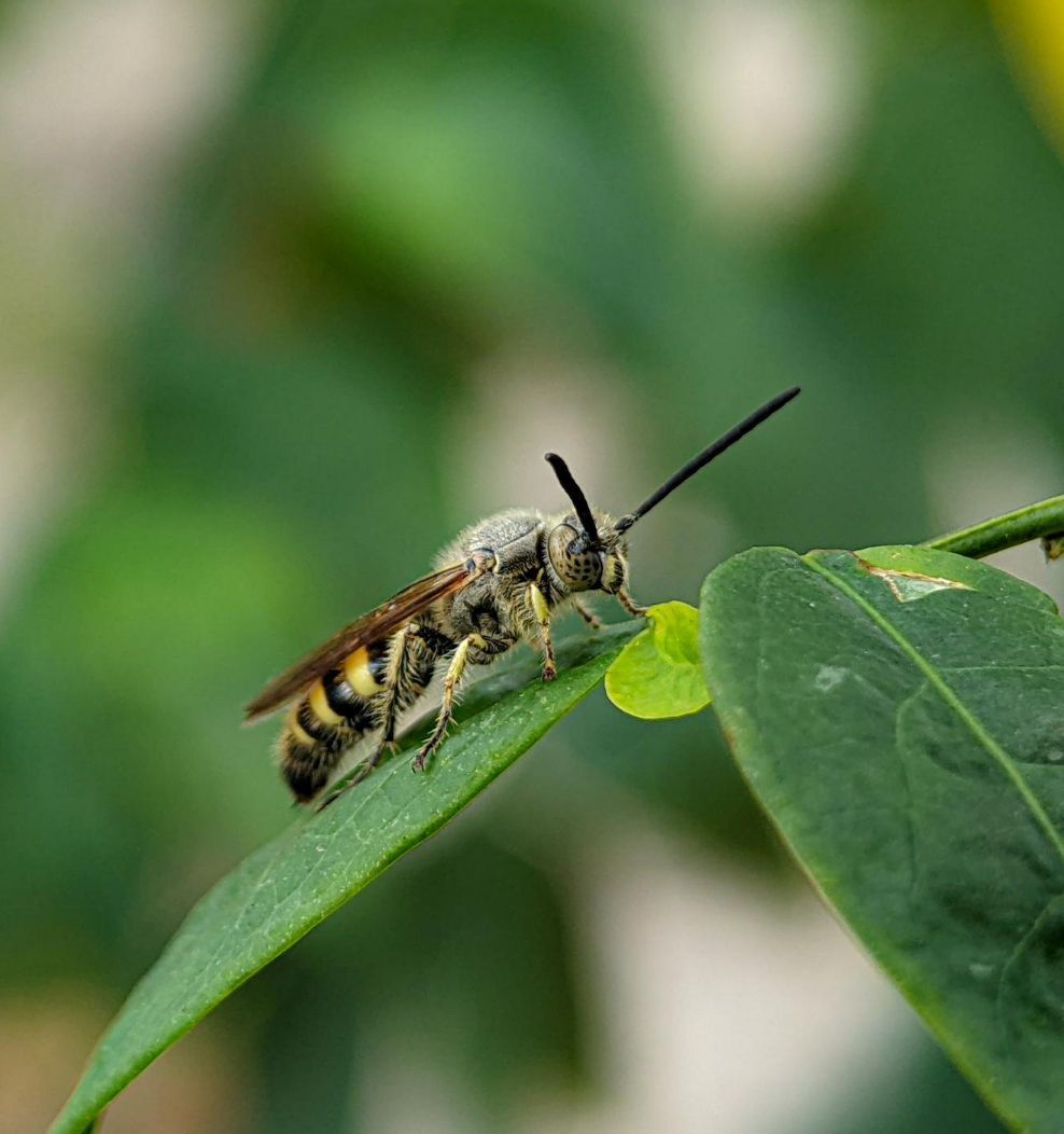Wasp on a leaf