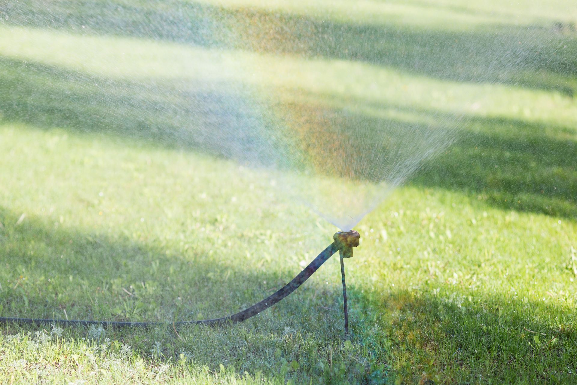 Fogging a lawn to rid it of insects