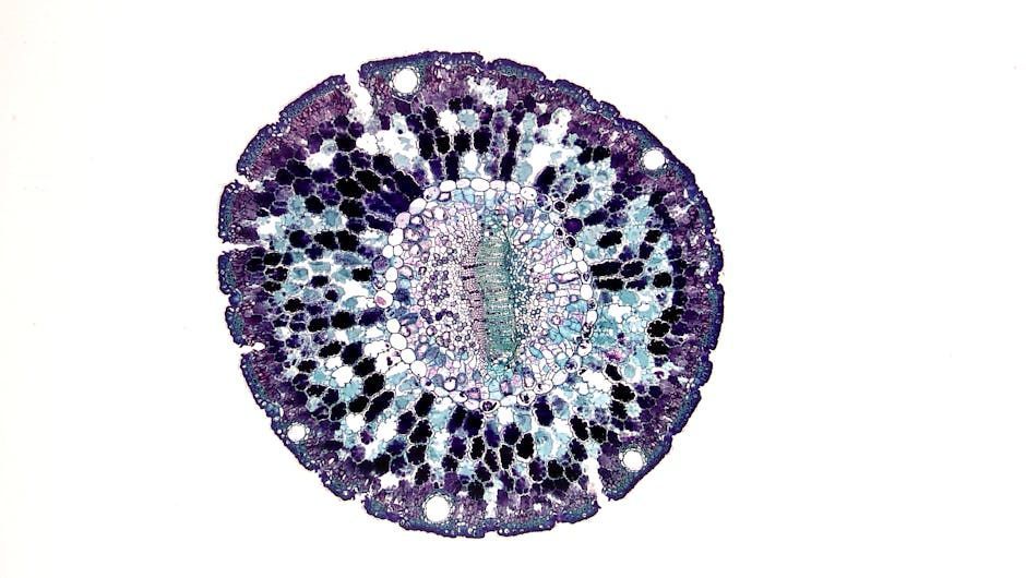 Cross-section of a stem cell, showing circular structure with dark and light-colored cells.