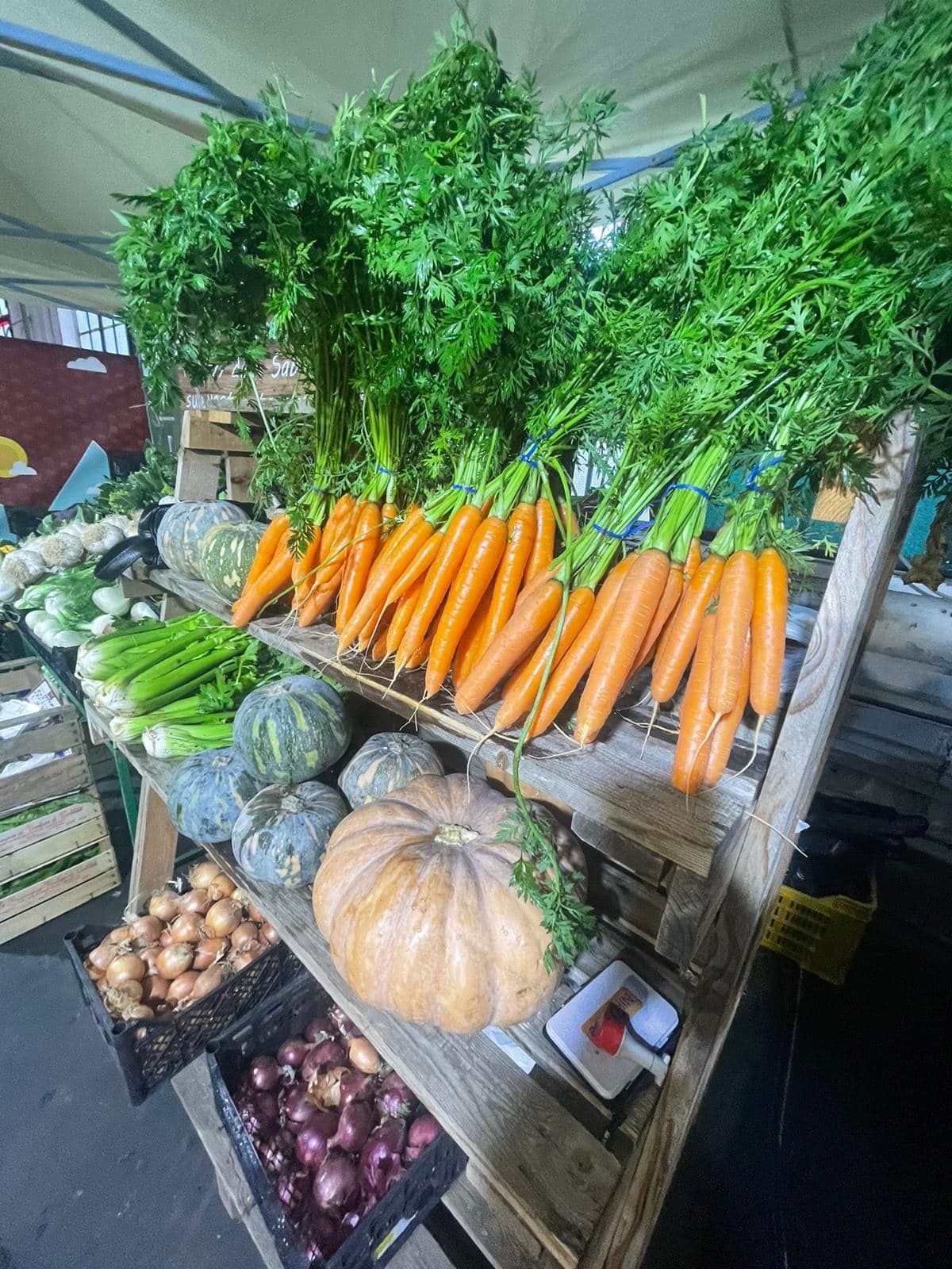 Espositore di prodotti ortofrutticoli con carote, zucche, cipolle e verdure a foglia verde. Scaffali in legno.