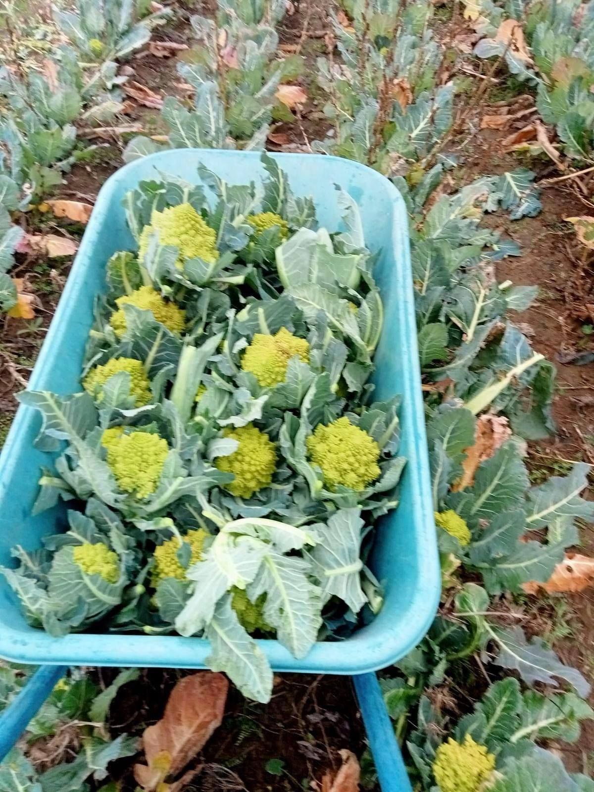 Una carriola blu piena di broccoli romanesco raccolti in un campo.