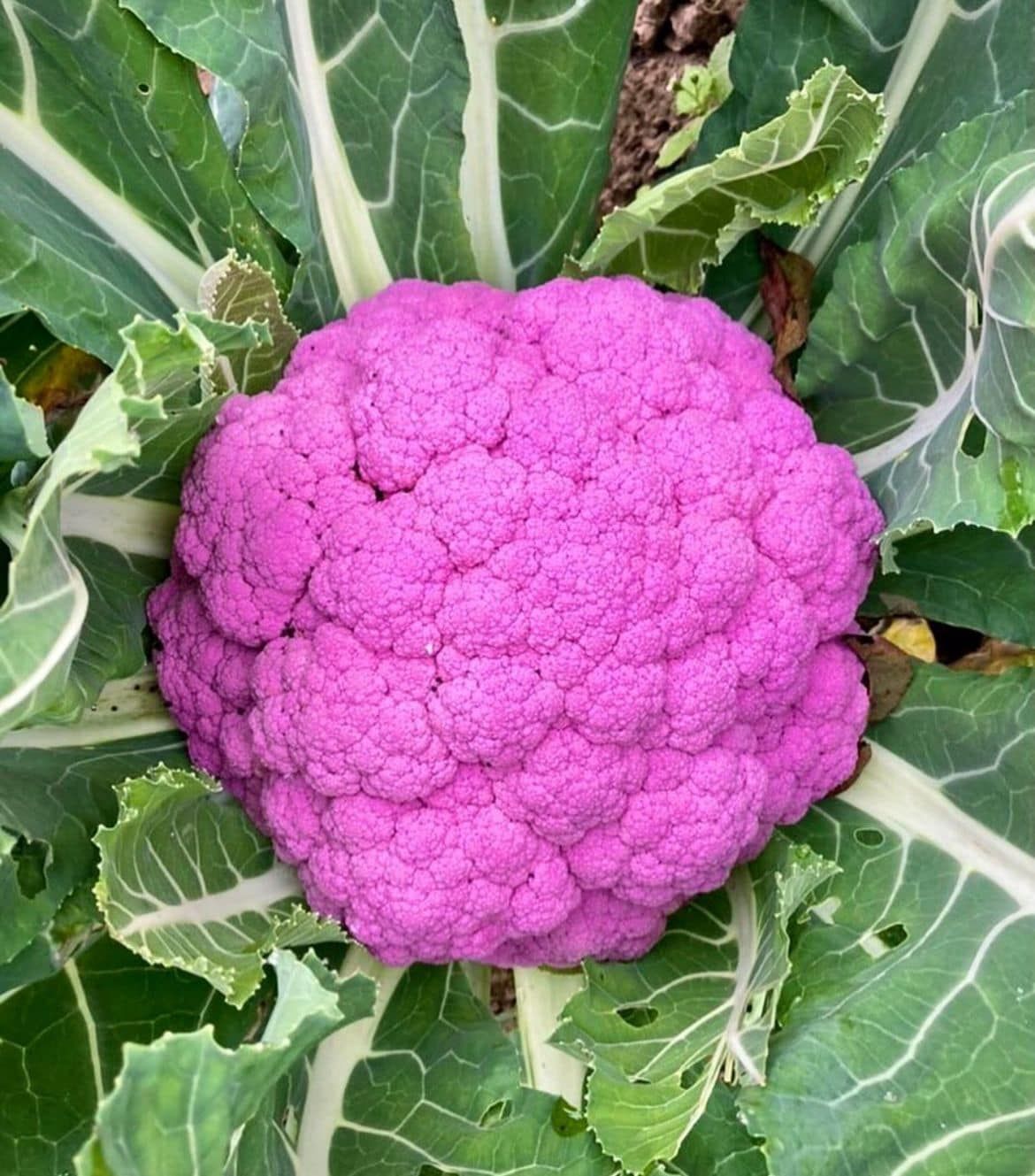 Testa di cavolfiore viola circondata da foglie verdi, che cresce in un giardino.