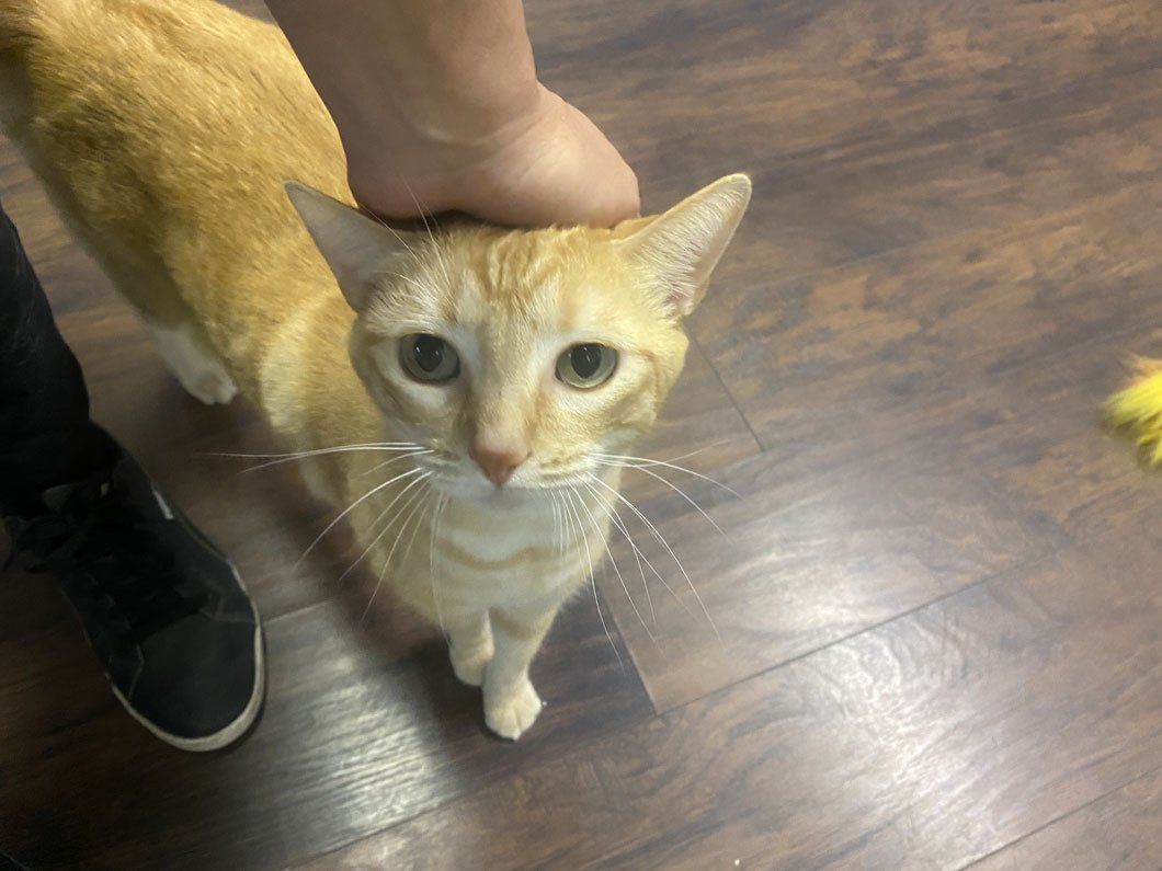 A person is petting an orange cat on a wooden floor.