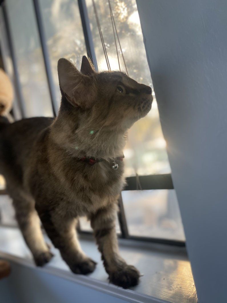 A cat is standing on a window sill looking out the window.