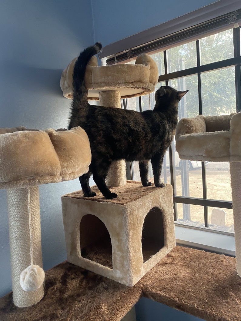 A cat is standing on top of a cat tree in front of a window.