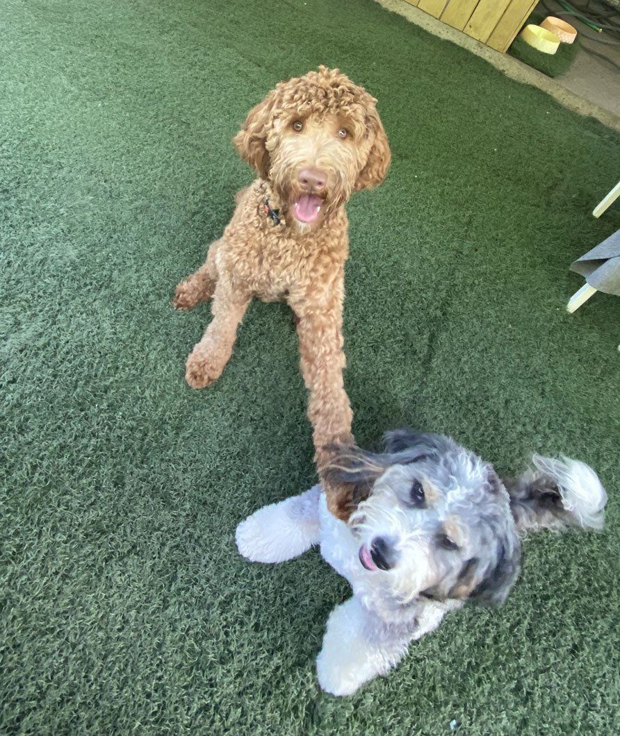 Two dogs are standing next to each other on a green carpet.