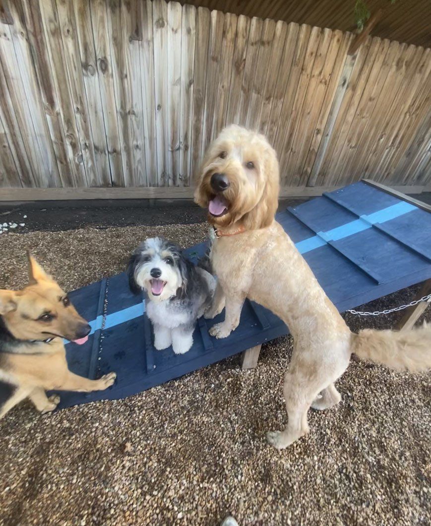 Three dogs are standing next to each other on a ramp.