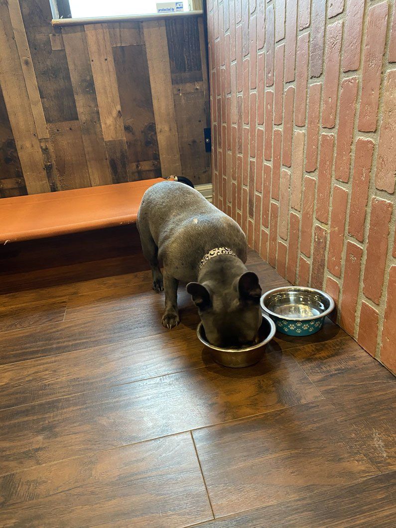 A dog is eating from a bowl on a wooden floor.