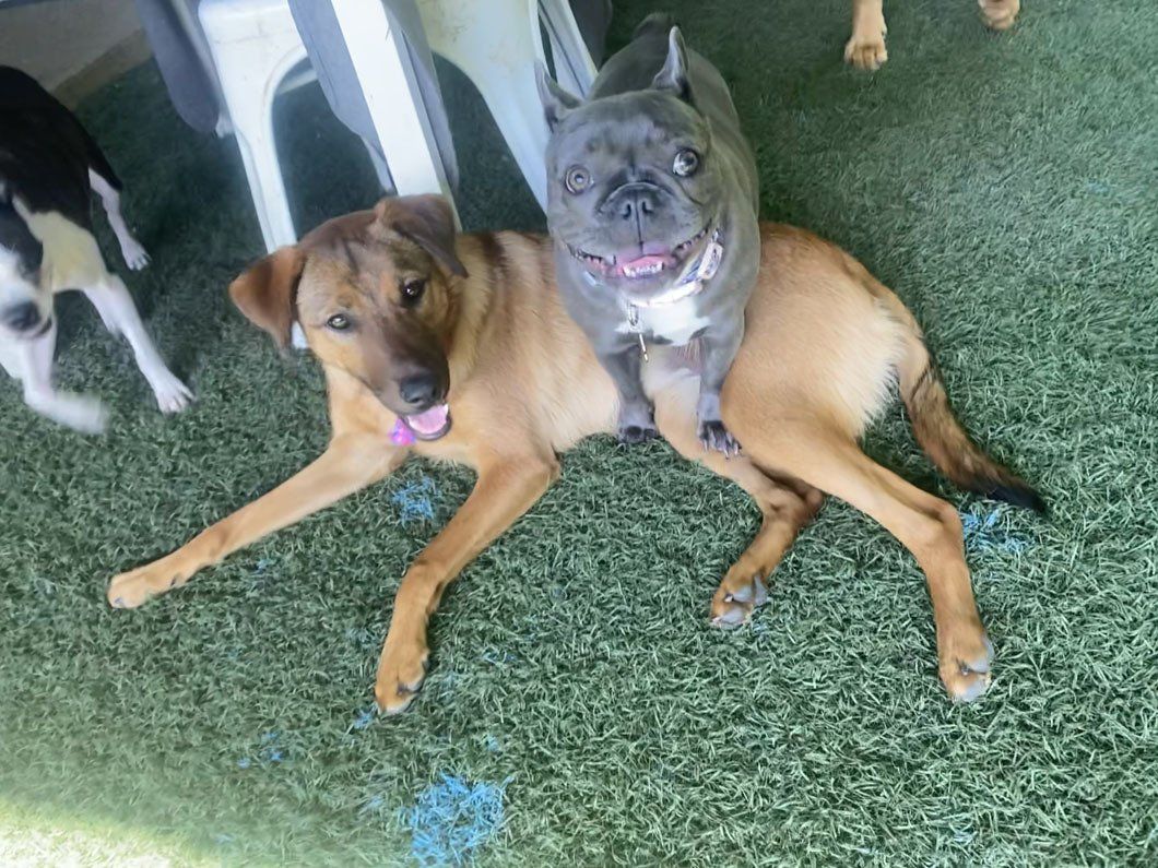A group of dogs are laying on the grass.