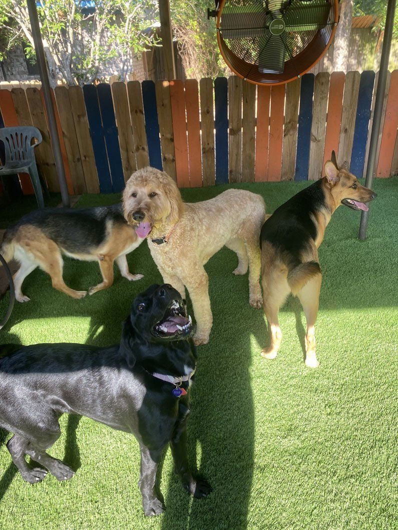 A group of dogs are standing on top of a lush green field.