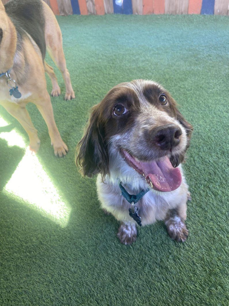 A brown and white dog is sitting on the grass with its tongue out.