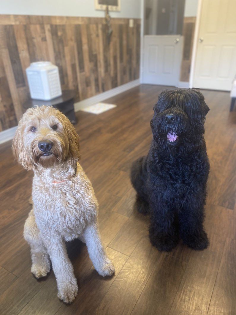 Two dogs are sitting next to each other on a wooden floor in a room.
