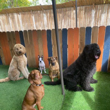 A group of dogs are sitting in front of a wooden fence.