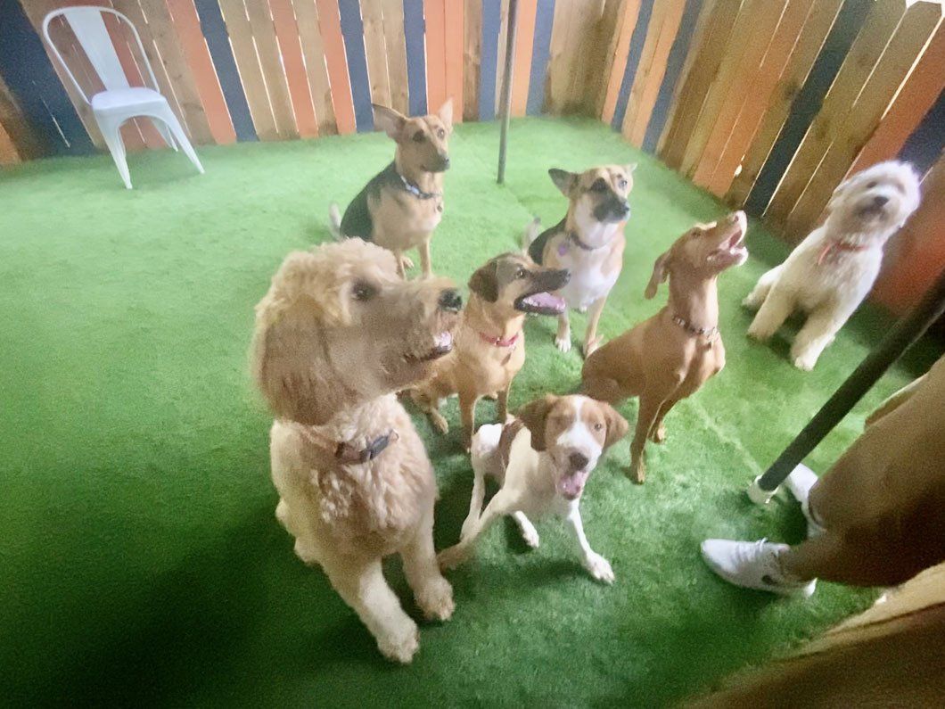 A group of dogs are standing next to each other in a room.