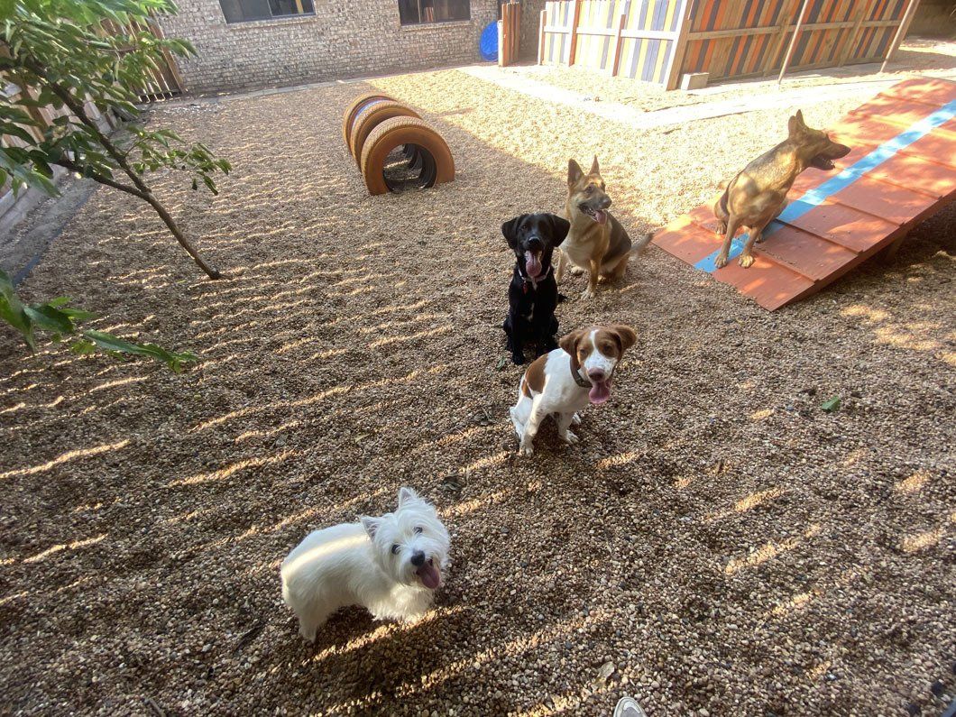 A group of dogs are standing in a dirt yard.