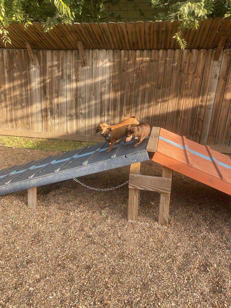 A small dog is standing on top of a wooden ramp.