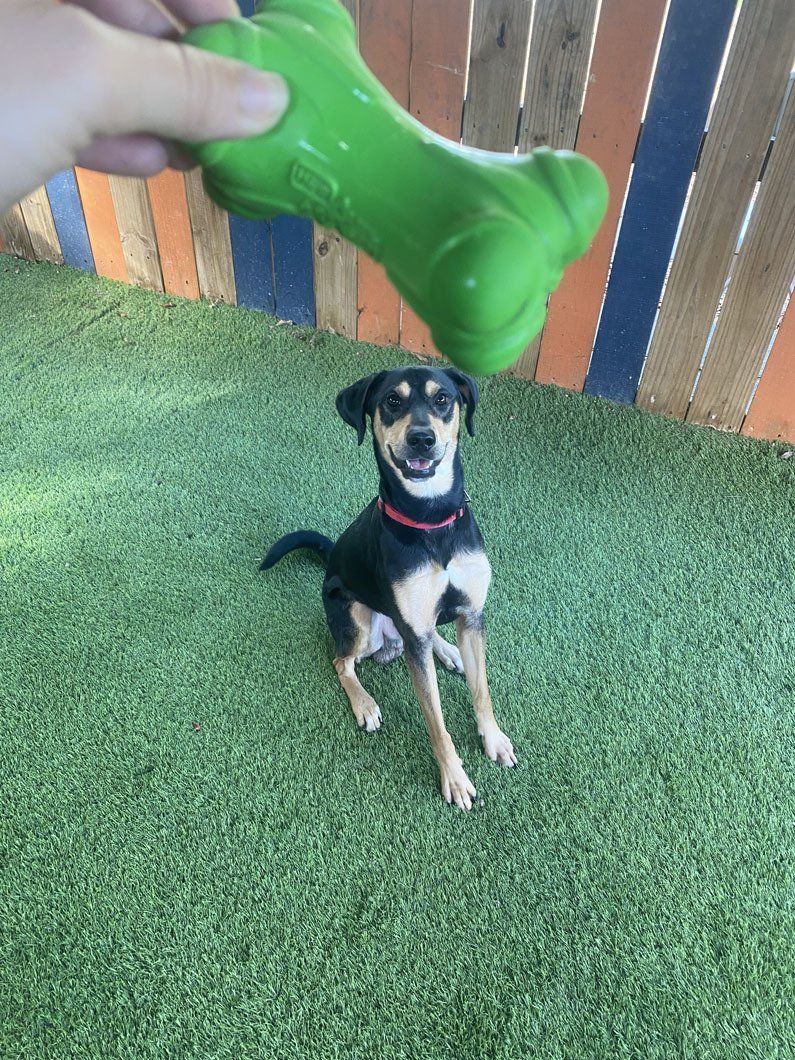 A person is holding a green bone over a dog.