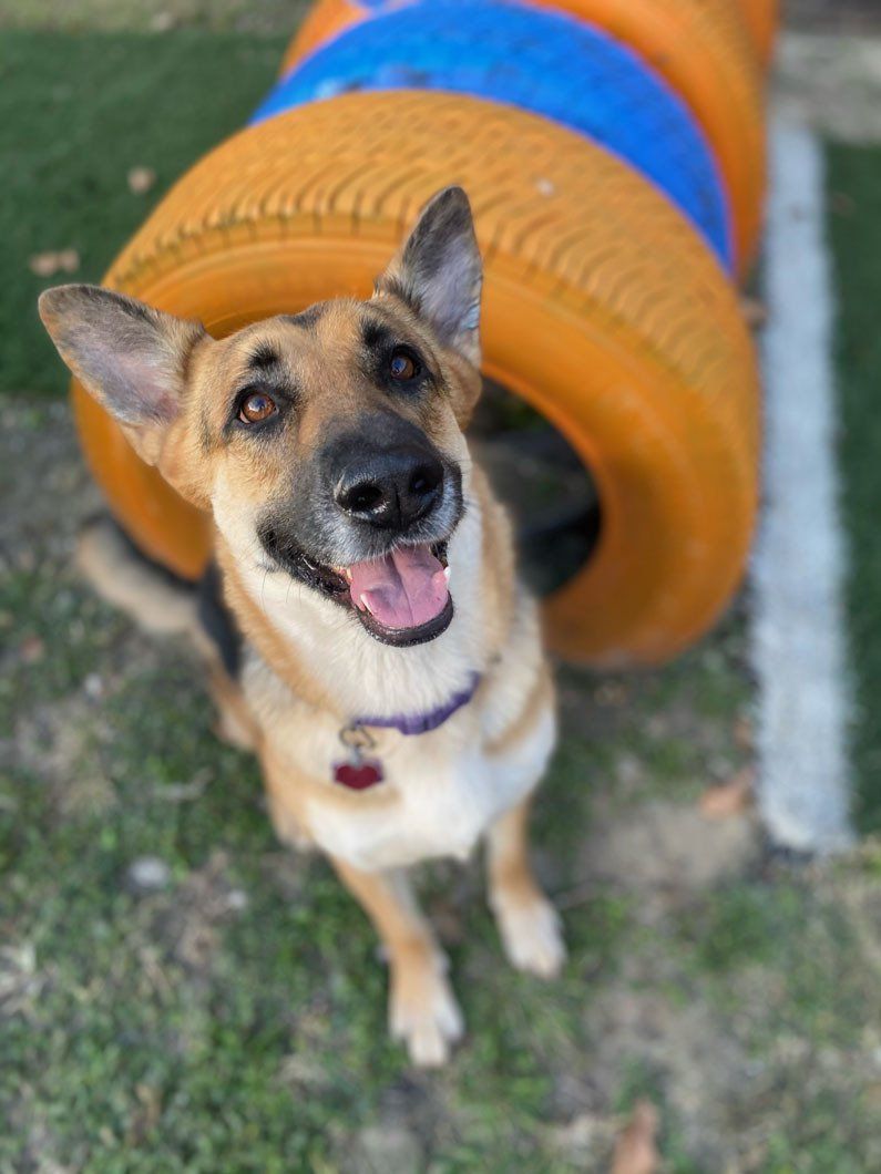 A dog is standing in front of an orange tire tunnel.