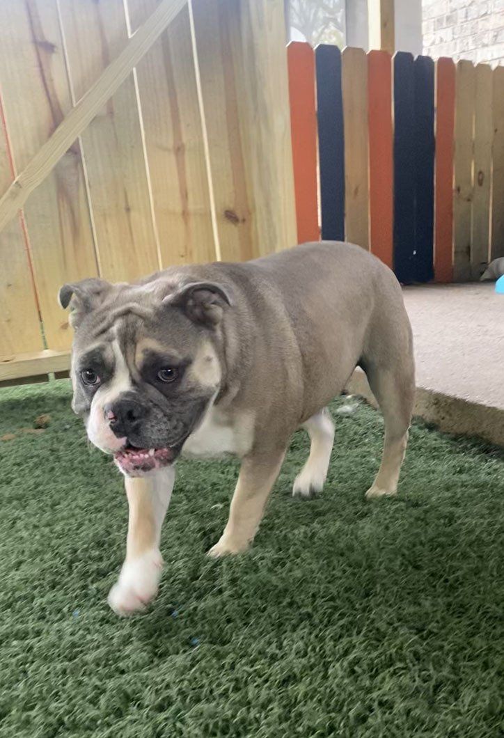 A small dog is walking on a lush green carpet.