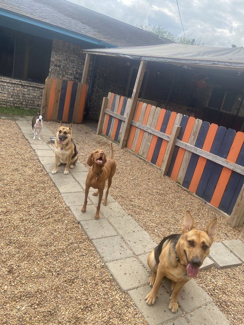 Three dogs are standing on a sidewalk in front of a building.