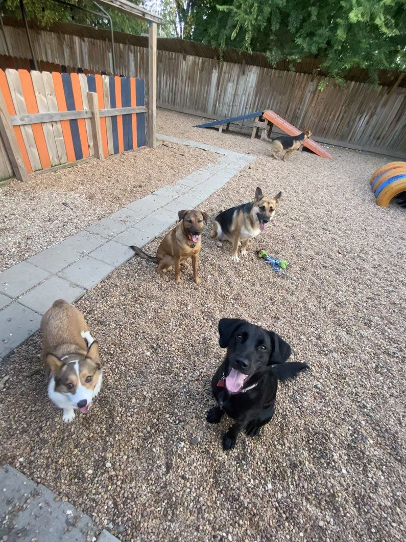 A group of dogs are playing in a dog park.