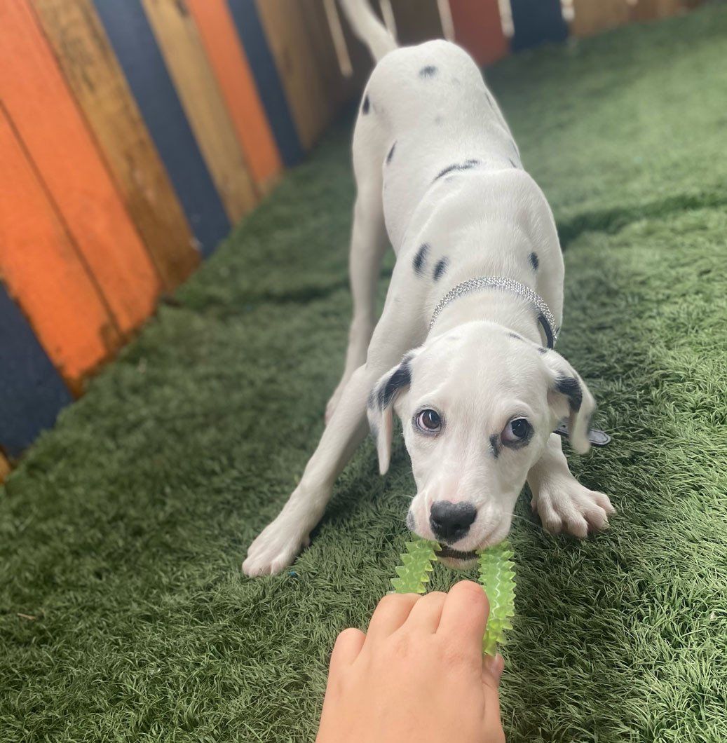 A dalmatian puppy is chewing on a green toy.