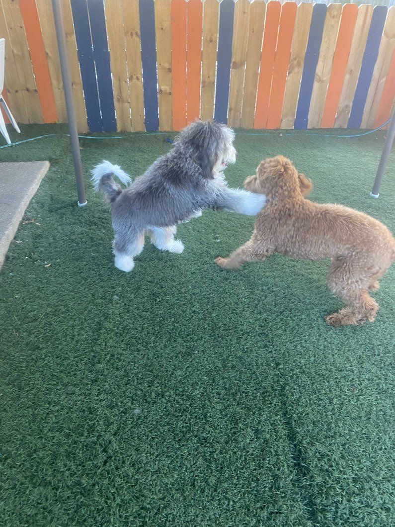 Two dogs are playing on a lush green lawn.