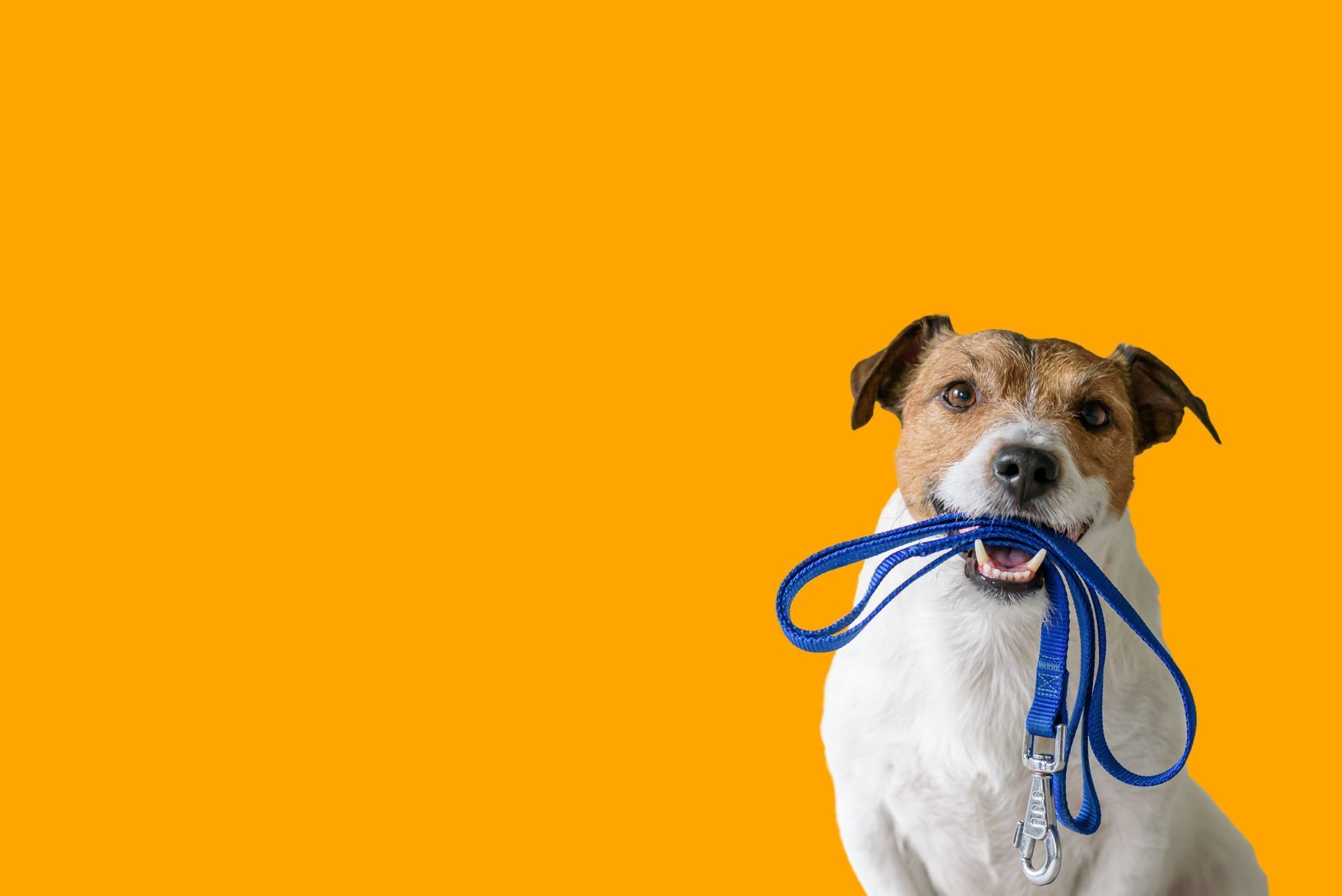 Cute corgi dogs with pet bed on color background