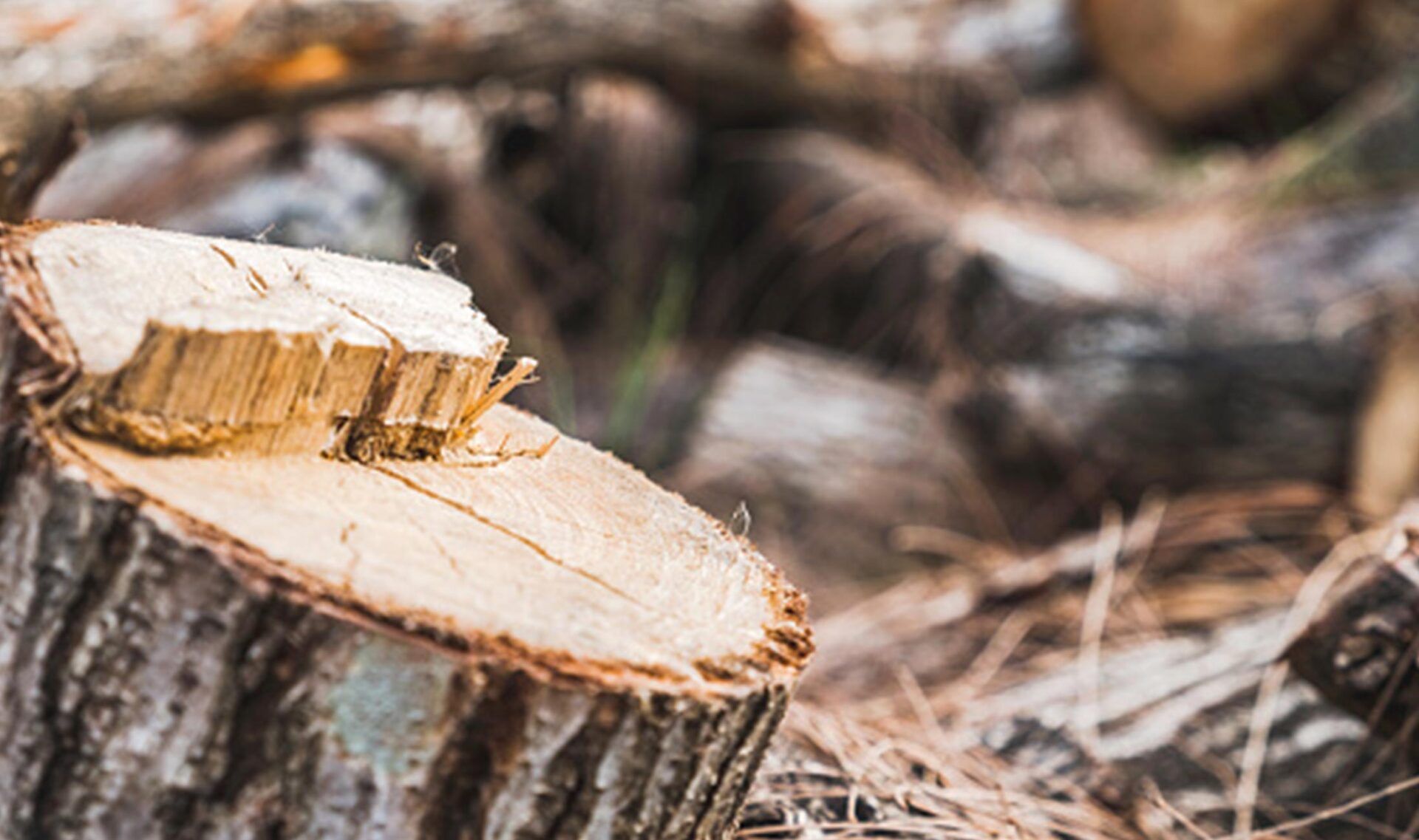 Tree Stump Log — Tinton Falls, NJ — Dan’s Stump Grinding Service LLC
