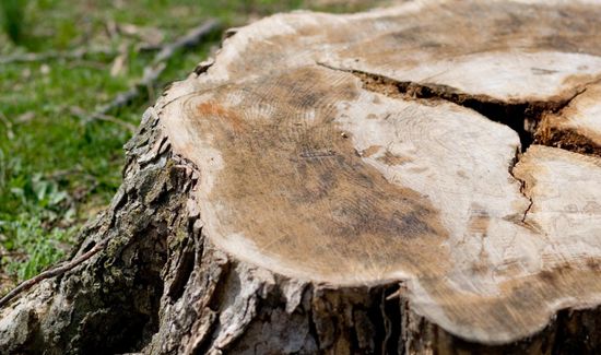 Tree Stump on Green Grass — Tinton Falls, NJ — Dan’s Stump Grinding Service LLC