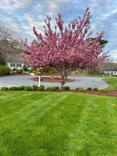 A vibrant pink cherry tree stands in the center of a circular gravel driveway surrounded by a manicured green lawn.