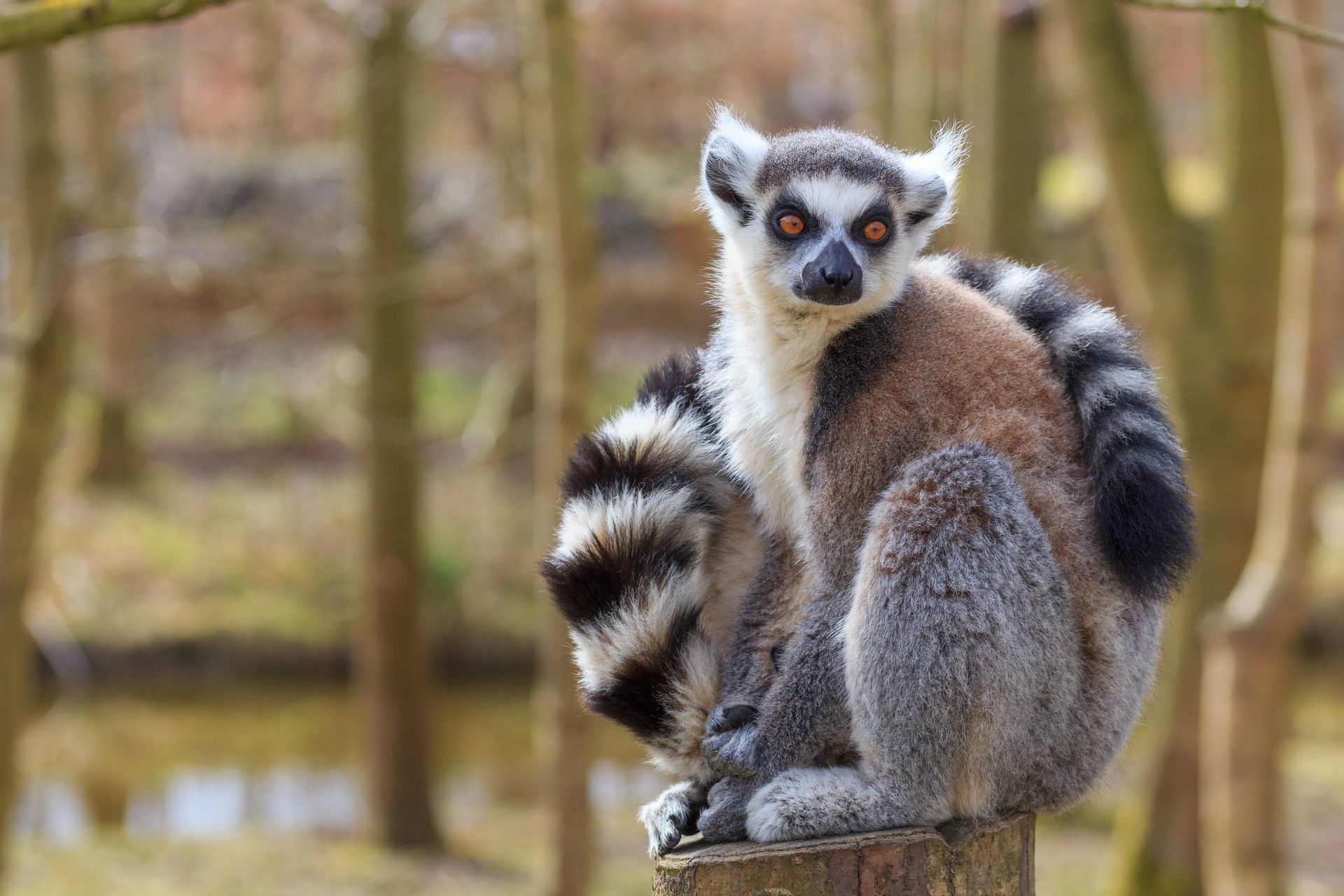 Ring-tailed lemur with black and white striped tail sits atop a tree stump, looking towards the camera.