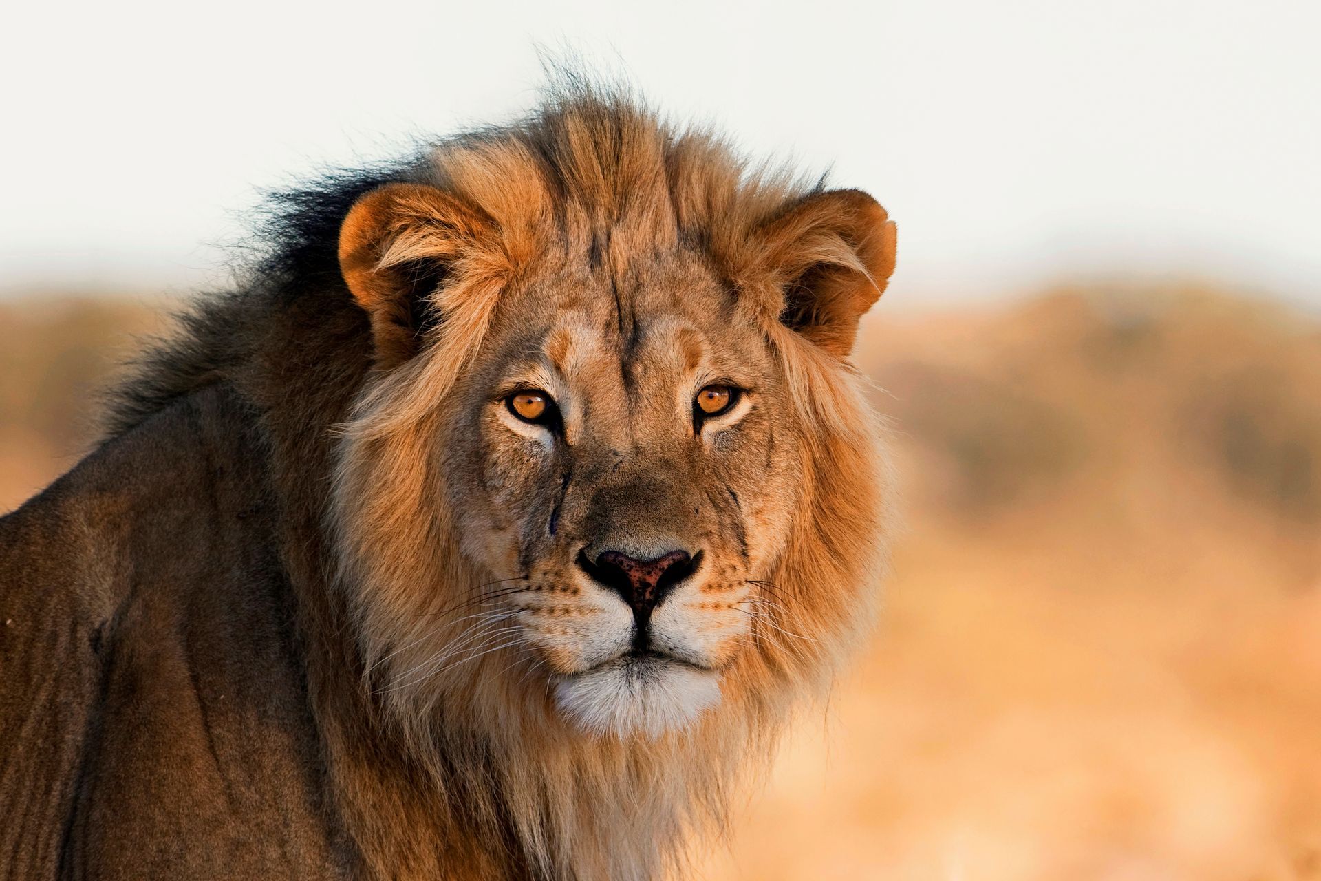 Lion with golden mane looking toward the camera in a blurred, arid setting.