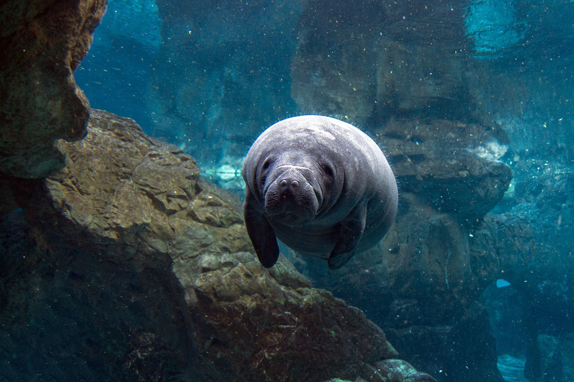 Manatee swims in blue water near a rocky outcrop.