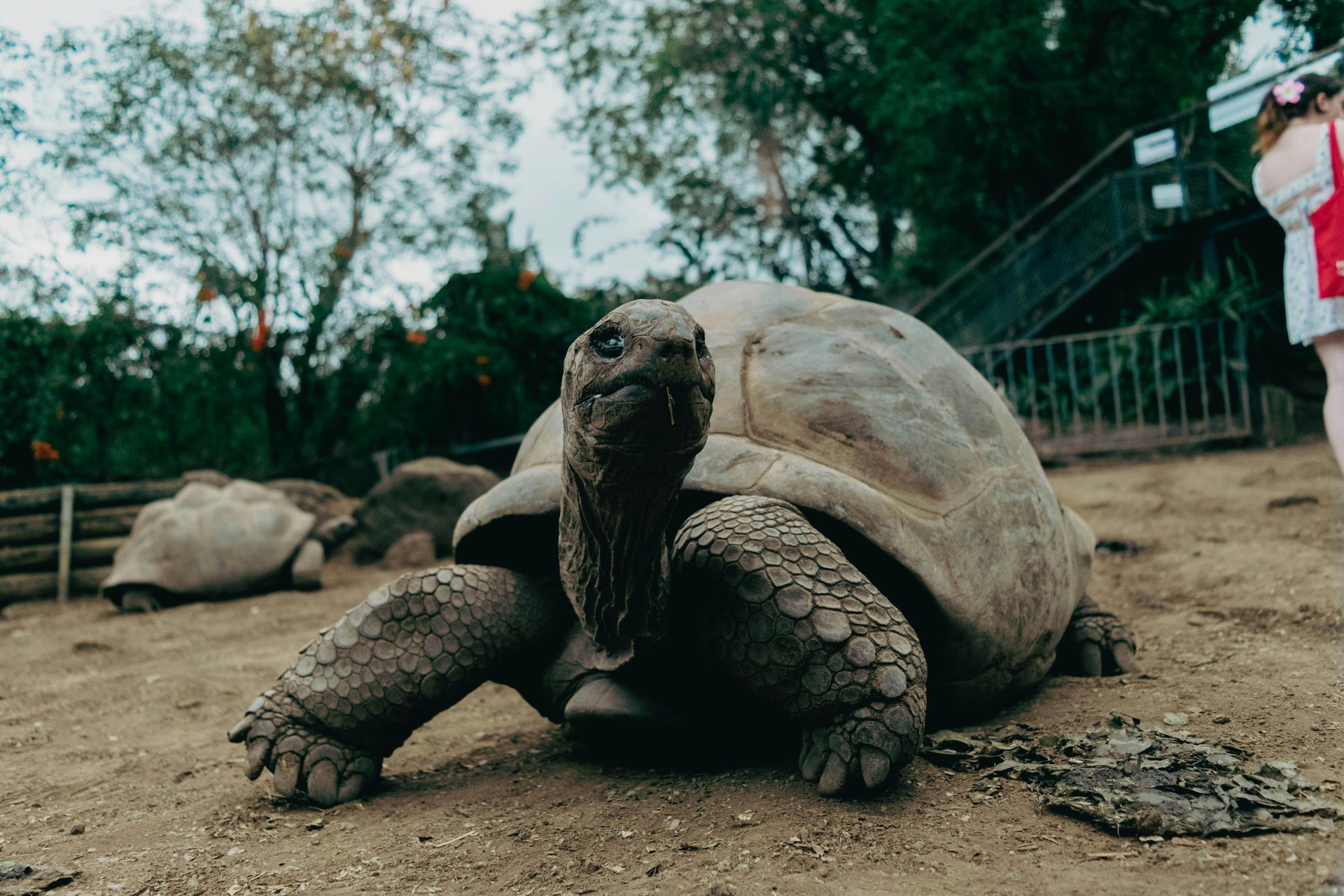 Large tortoise on dirt, looking at the camera. Another tortoise in the background, a person on the right.