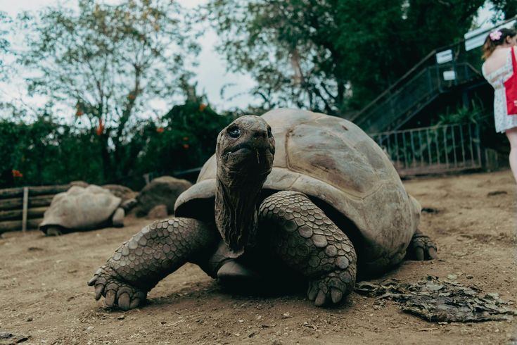 Large tortoise on dirt, looking at the camera. Another tortoise in the background, a person on the right.