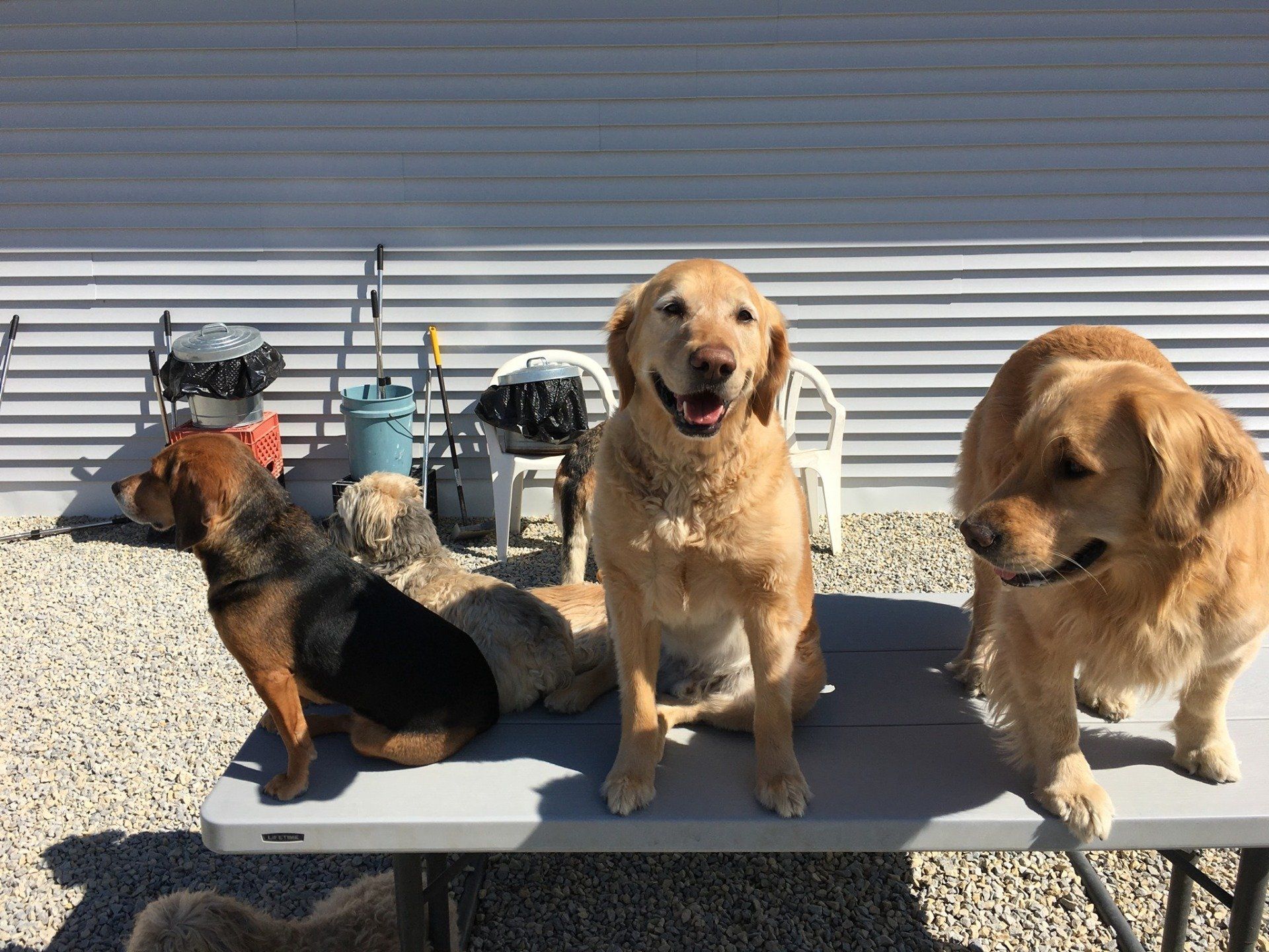 Doggie daycare photo