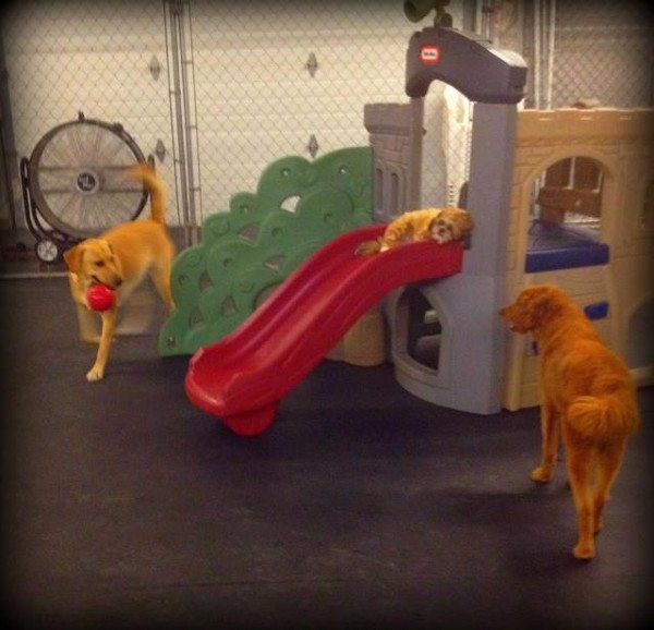 Dogs Playing on the Slide — Janesville, WI — The Dawg Zone