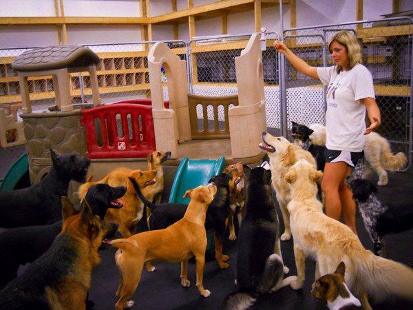 Group of Dogs Playing — Janesville, WI — The Dawg Zone