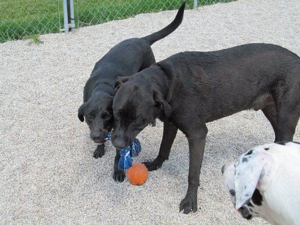 Twin Dogs — Janesville, WI — The Dawg Zone