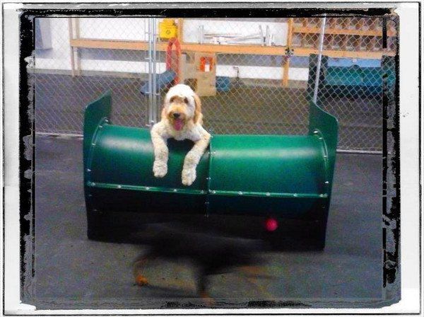 Happy Dog — Janesville, WI — The Dawg Zone