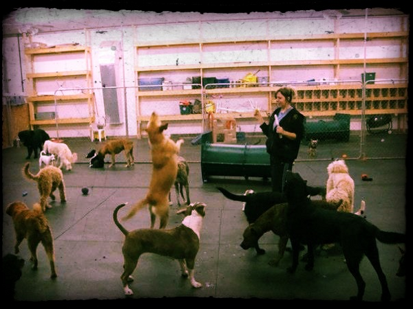 Dogs Playground — Janesville, WI — The Dawg Zone