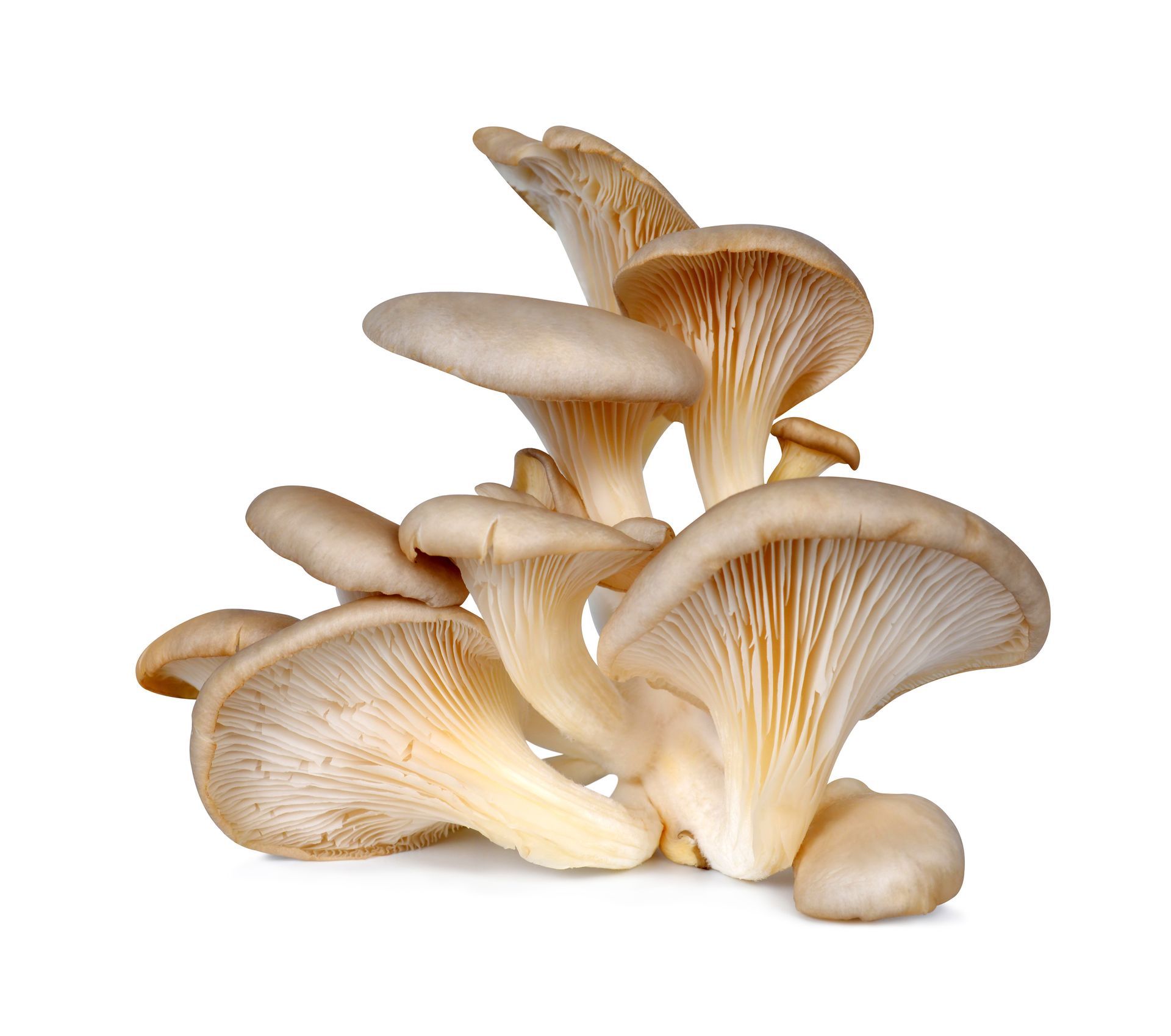 Grey Oyster Mushrooms