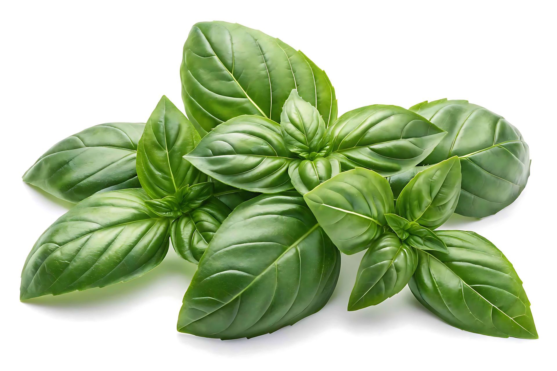 Basil