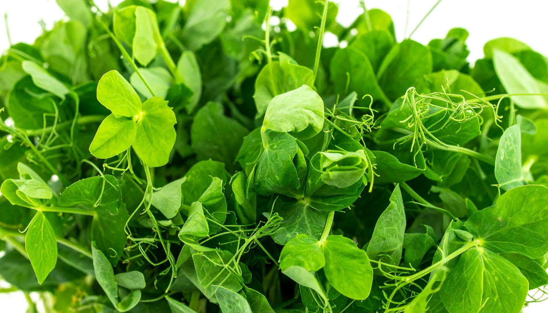 Pea Shoots