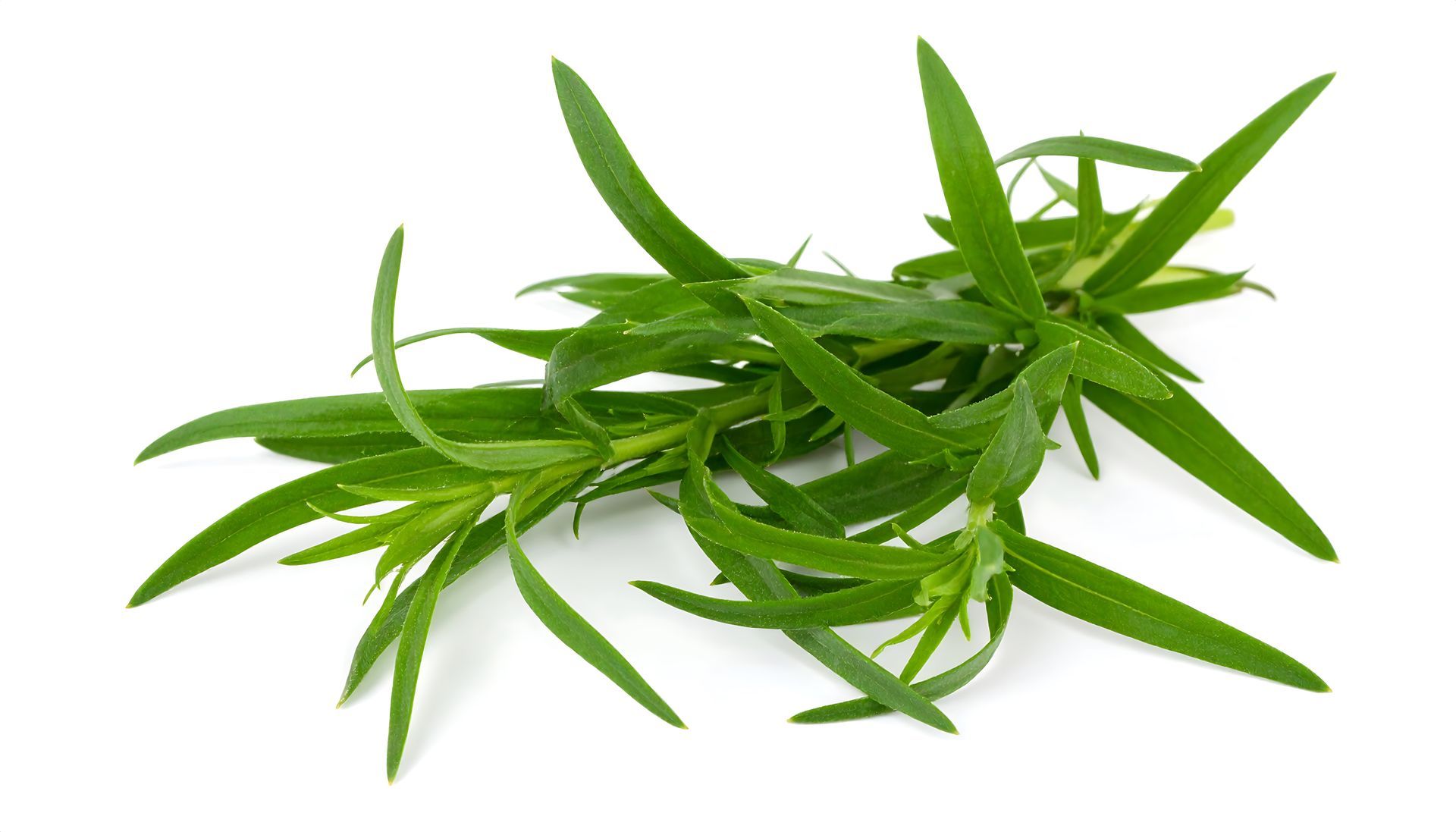 Tarragon