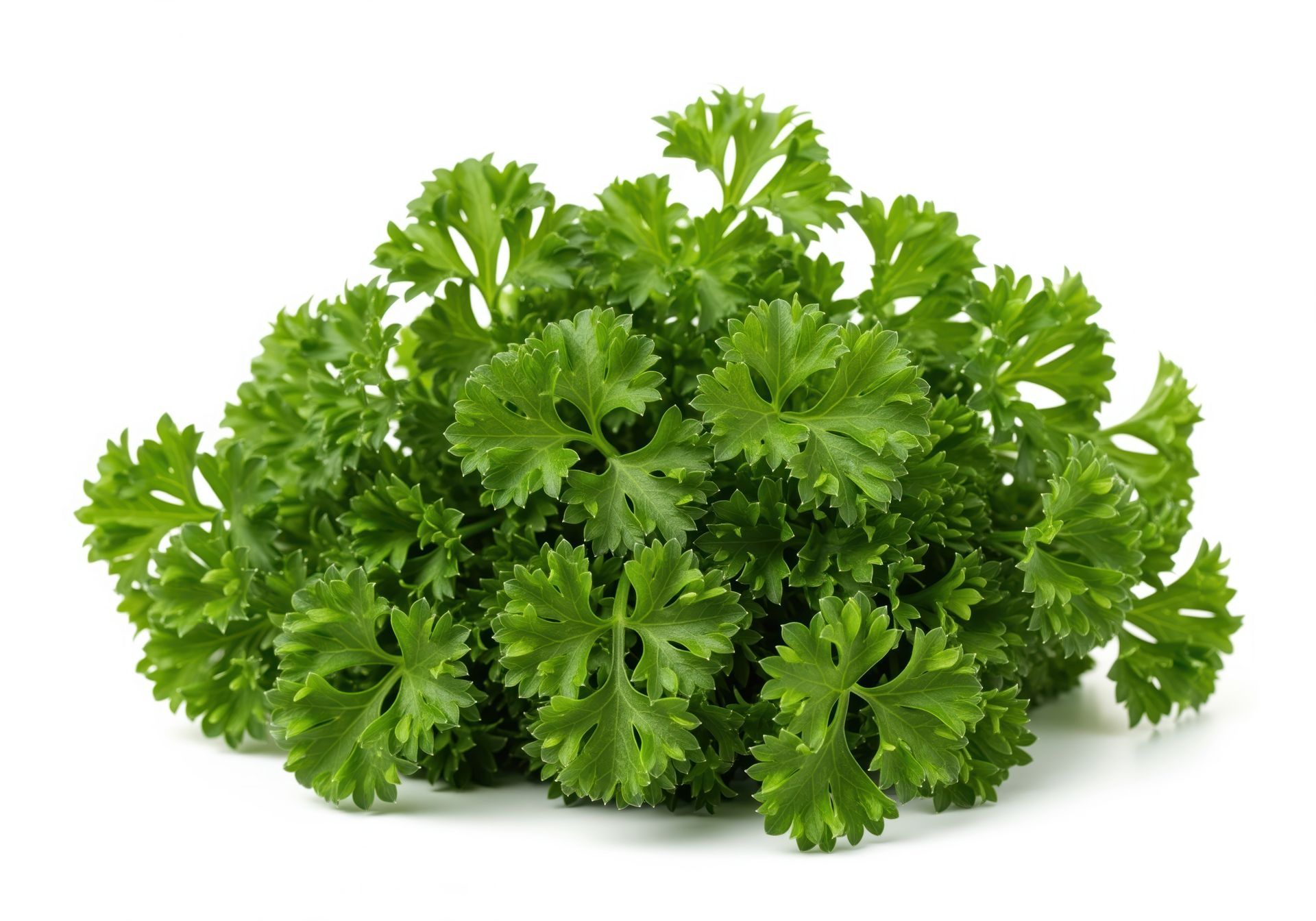 Parsley Curly