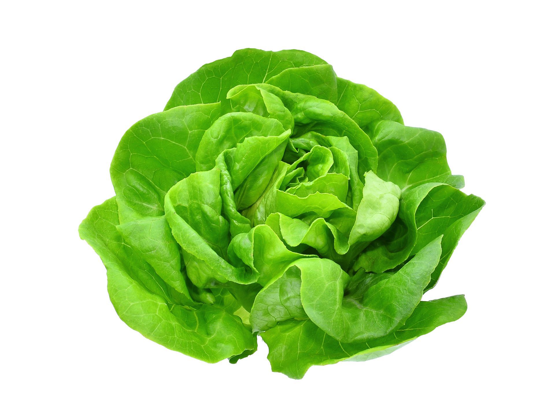 Butterhead Lettuce