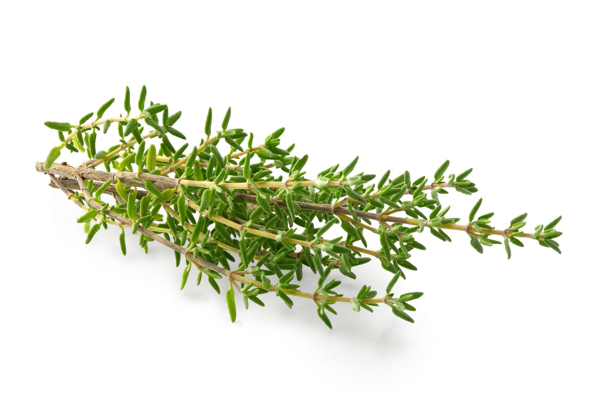 Thyme