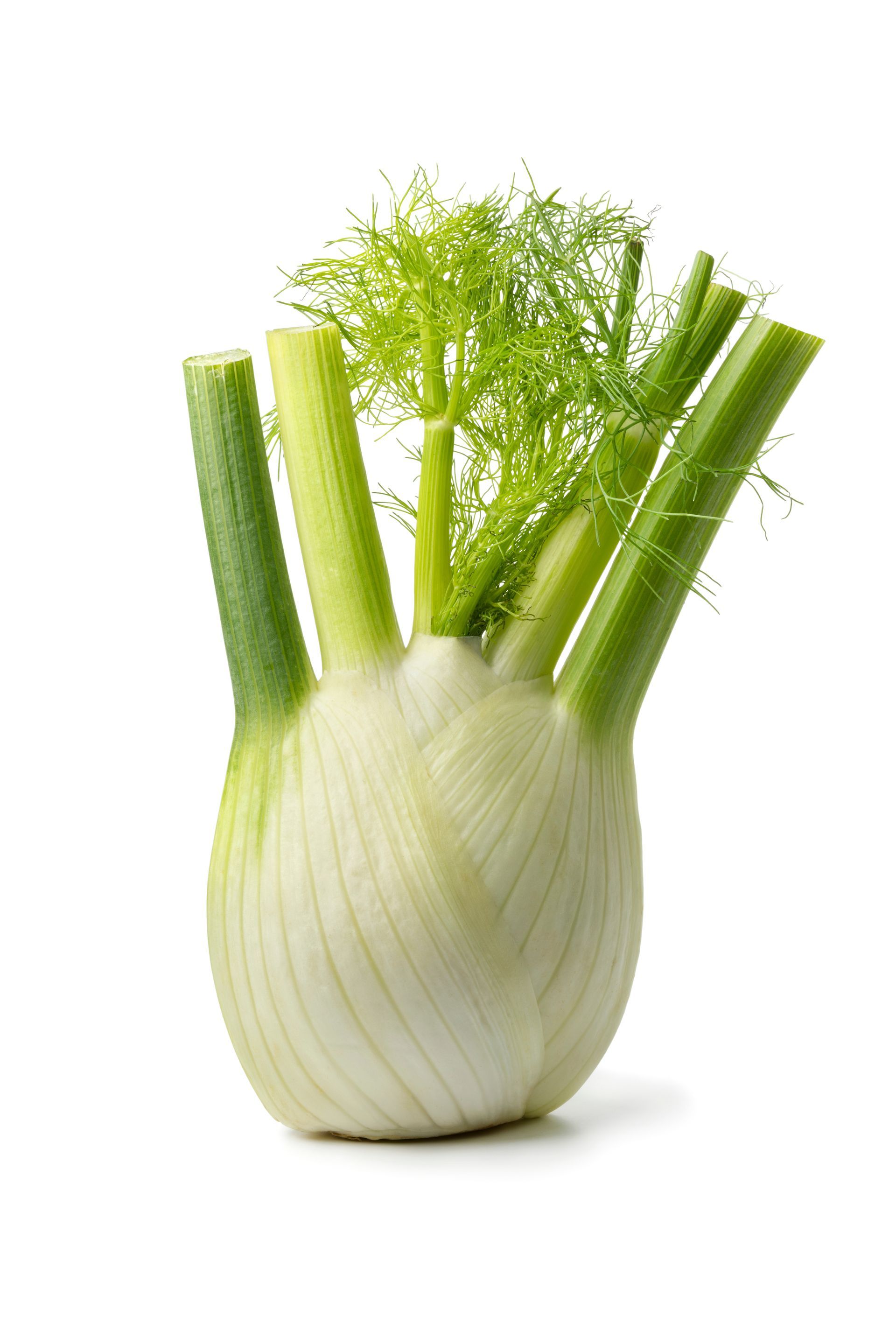 Fennel